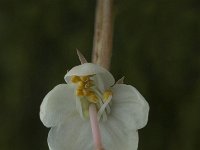Pyrola rotundifolia 4, Rond wintergroen, Saxifraga-Jan van der Straaten
