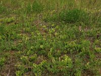 Pyrola rotundifolia 40, Rond wintergroen, Saxifraga-Hans Boll