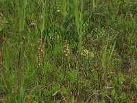 Pyrola rotundifolia 42, Rond wintergroen, Saxifraga-Hans Boll