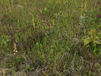 Pyrola rotundifolia 43, Rond wintergroen, Saxifraga-Hans Boll