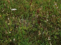 Pyrola rotundifolia 44, Rond wintergroen, Saxifraga-Hans Boll