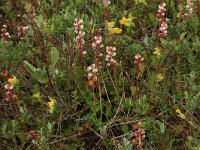 Pyrola rotundifolia 45, Rond wintergroen, Saxifraga-Hans Boll