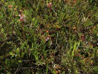 Pyrola rotundifolia 46, Rond wintergroen, Saxifraga-Hans Boll