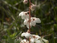 Pyrola rotundifolia 62, Rond wintergroen, Saxifraga-Willem van Kruijsbergen