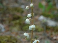 Pyrola rotundifolia 7, Rond wintergroen, Saxifraga-Jan van der Straaten