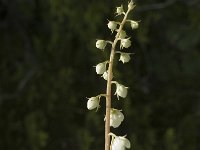 Pyrola rotundifolia 8, Rond wintergroen, Saxifraga-Jan van der Straaten