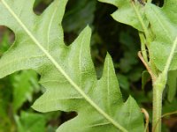 Quercus cerris 11, Moseik, Saxifraga-Peter Meininger