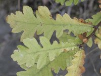 Quercus cerris 3, Moseik, Saxifraga-Rutger Barendse