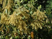 Quercus coccifera 1, Saxifraga-Jan van der Straaten