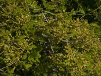 Quercus coccifera 10, Saxifraga-Jan van der Straaten