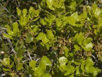Quercus coccifera 11, Saxifraga-Willem van Kruijsbergen