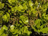 Quercus coccifera 12, Saxifraga-Willem van Kruijsbergen