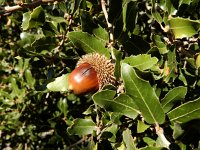 Quercus coccifera 16, Saxifraga-Ed Stikvoort