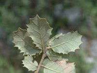 Quercus coccifera 2, Saxifraga-Jan van der Straaten