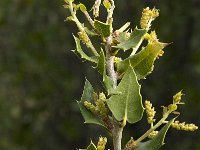 Quercus coccifera 6, Saxifraga-Jan van der Straaten