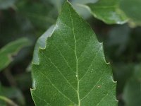 Quercus crenata 1, Saxifraga-Rutger Barendse