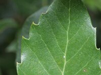 Quercus crenata 2, Saxifraga-Rutger Barendse