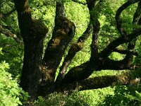 Quercus faginea 1, Saxifraga-Dirk Hilbers