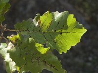 Quercus faginea 10, Saxifraga-Jan van der Straaten