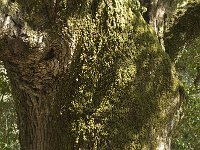 Quercus faginea 11, Saxifraga-Jan van der Straaten