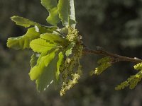 Quercus faginea 12, Saxifraga-Willem van Kruijsbergen