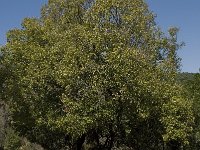 Quercus faginea 13, Saxifraga-Willem van Kruijsbergen