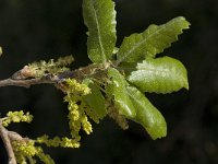 Quercus faginea 15, Saxifraga-Willem van Kruijsbergen