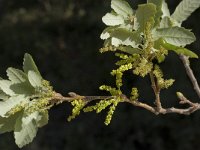 Quercus faginea 16, Saxifraga-Willem van Kruijsbergen