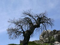 Quercus faginea 3, Saxifraga-Dirk Hilbers