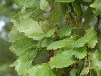 Quercus faginea 6, Saxifraga-Jan van der Straaten