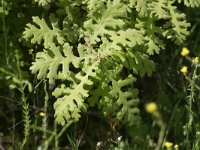 Quercus frainetto 1, Saxifraga-Dirk Hilbers