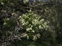 Quercus frainetto 3, Saxifraga-Dirk Hilbers