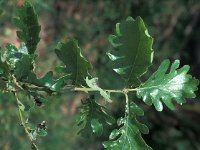 Quercus humilis 1, Saxifraga-Jan van der Straaten