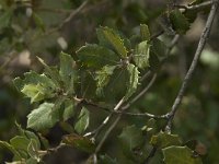 Quercus ilex 1, Saxifraga-Willem van Kruijsbergen