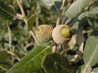 Quercus ilex 2, Saxifraga-Jasenka Topic