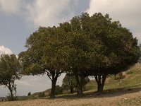 Quercus ilex 4, Saxifraga-Jan van der Straaten
