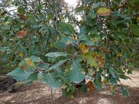 Quercus infectoria ssp veneris 1, Saxifraga-Ed Stikvoort