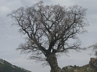Quercus lusitanicus 1, Saxifraga-Willem van Kruijsbergen