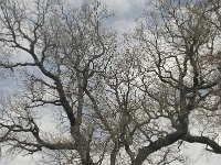 Quercus lusitanicus 2, Saxifraga-Willem van Kruijsbergen