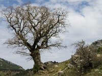 Quercus lusitanicus 5, Saxifraga-Jan van der Straaten