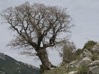 Quercus lusitanicus 6, Saxifraga-Jan van der Straaten