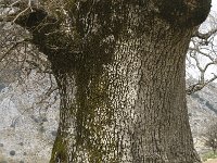 Quercus lusitanicus 7, Saxifraga-Jan van der Straaten