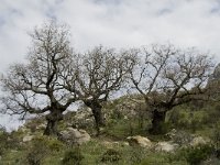 Quercus lusitanicus 8, Saxifraga-Jan van der Straaten