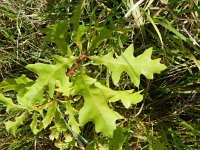 Quercus palustris 6, Moeraseik, Saxifraga-Rutger Barendse