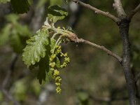 Quercus petraea 2, Wintereik, Saxifraga-Willem van Kruijsbergen