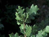 Quercus petraea 3, Wintereik, Saxifraga-Jan van der Straaten