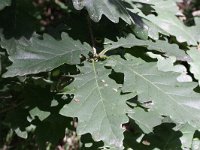 Quercus petraea 4, Wintereik, Saxifraga-Rutger Barendse