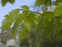 Quercus petraea 5, Wintereik, Saxifraga-Jan van der Straaten