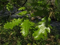 Quercus pubescens 10, Saxifraga-Rutger Barendse