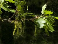 Quercus pubescens 15, Saxifraga-Jan van der Straaten